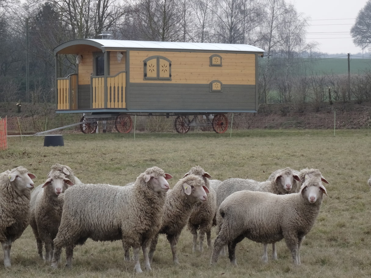 Zauberwagen auf Bauernhof mit Schafen NAWALO